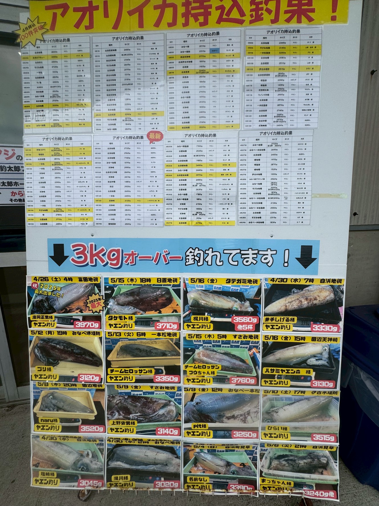 活アジは不足していますが、アオリイカは好調に釣れています。釣太郎