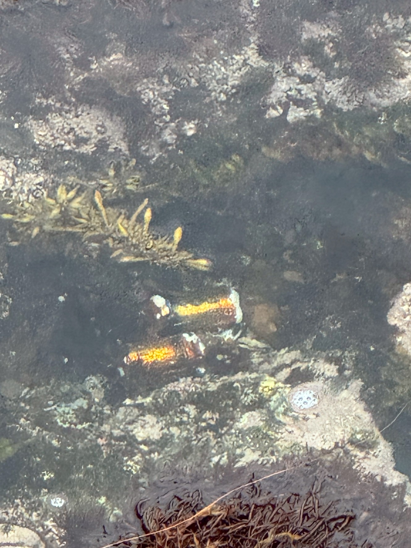 海に捨てられた乾電池が及ぼす悪影響。釣太郎