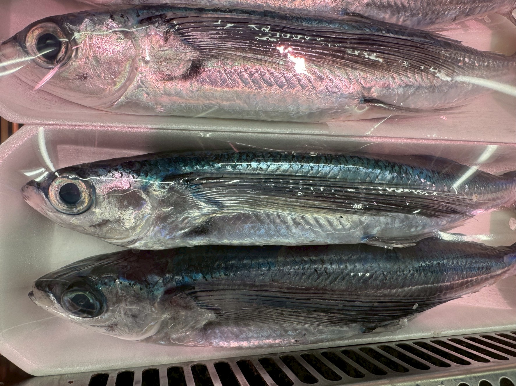 トビウオは「出汁だけじゃない」魅力がたっぷりの魚！釣太郎