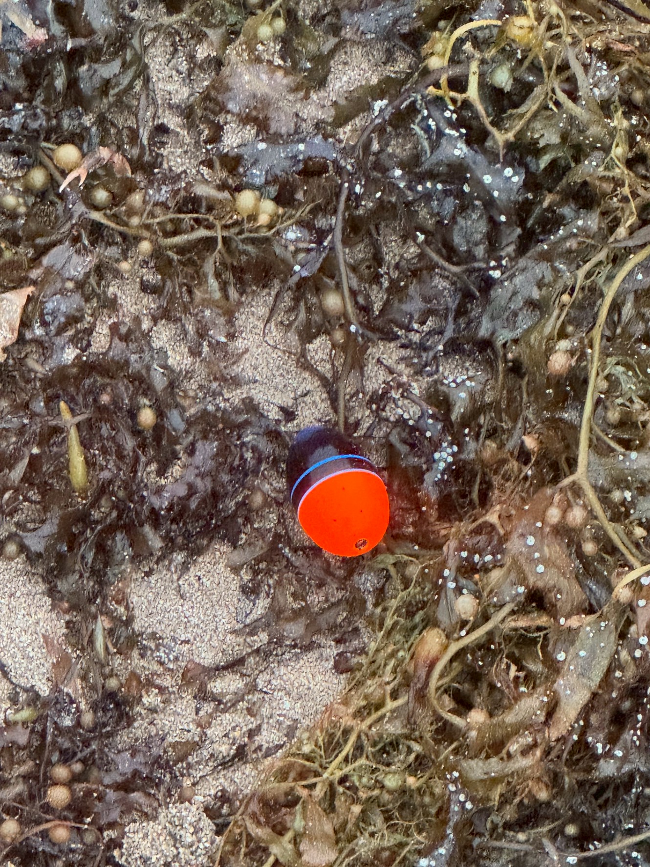 【釣り人あるある】砂浜にウキが打ち上げられている理由──それは海と釣りのストーリー。釣太郎