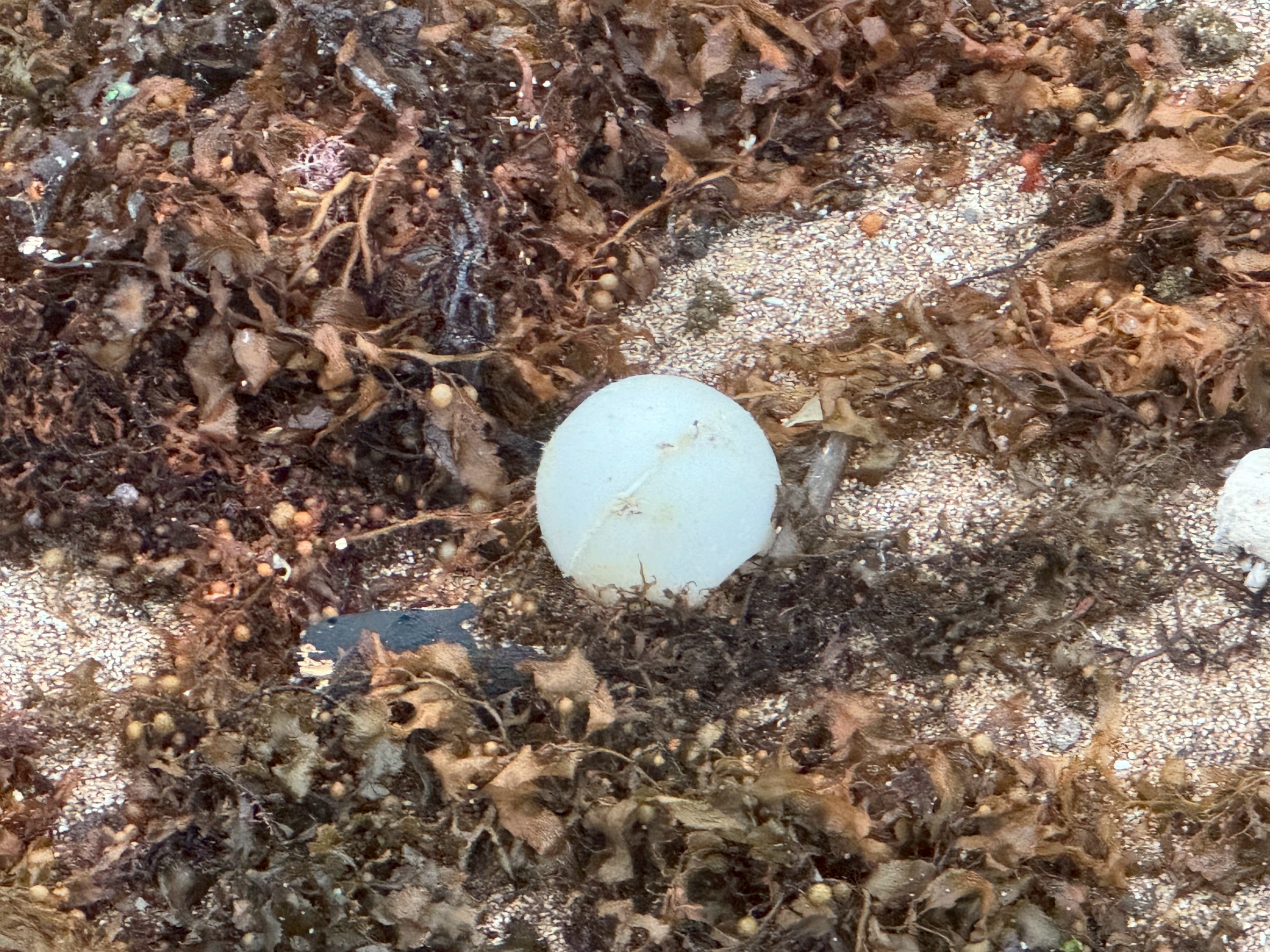 【海辺の思い出】砂浜に打ち上げられたボール──あの日、海水が顔を濡らした瞬間。釣太郎