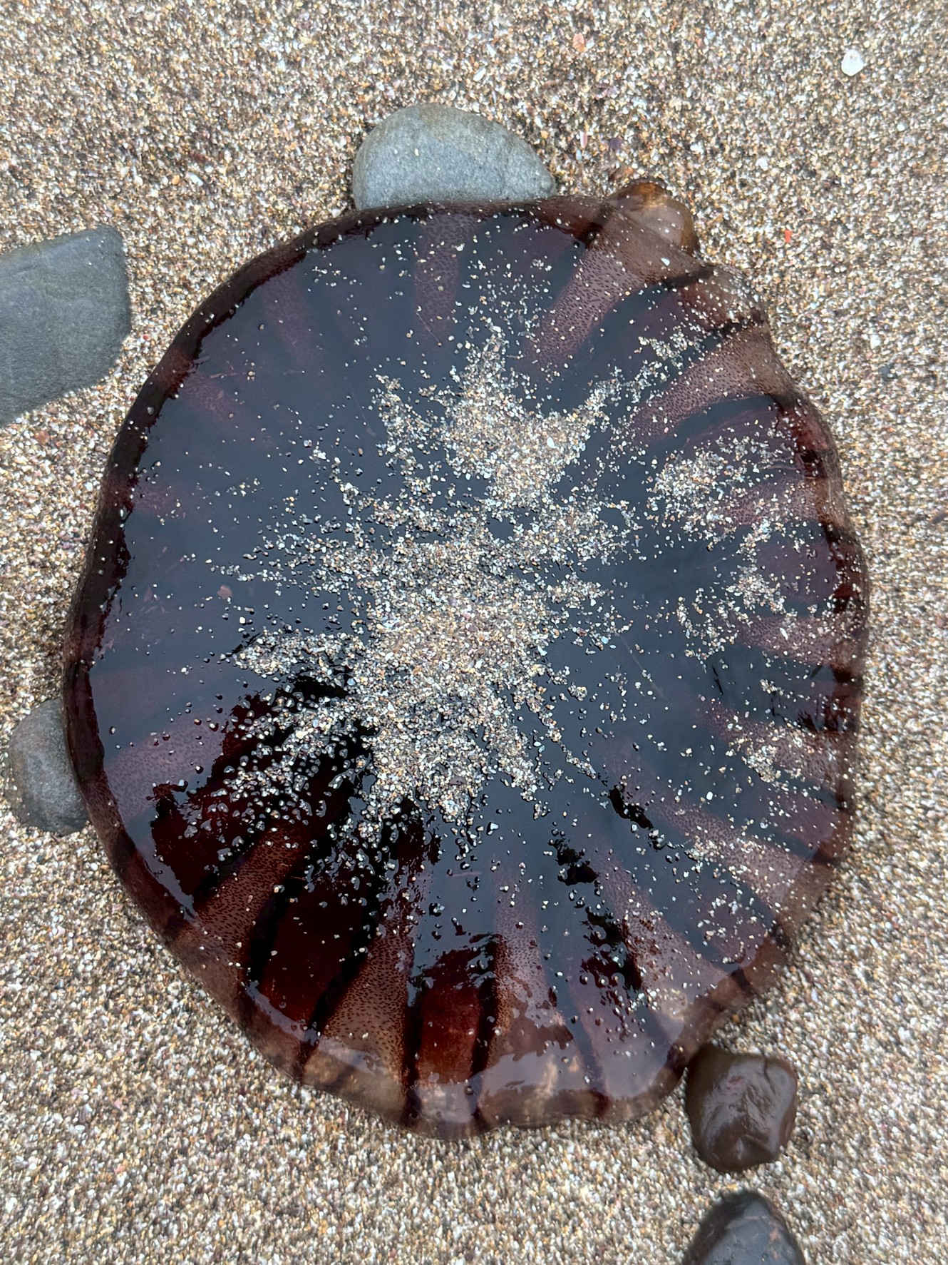今年目立つのが、濃い褐色〜赤紫色のクラゲ。
波打ち際にぷるんとした姿で横たわる様子は、見慣れない人にはインパクト大。釣太郎