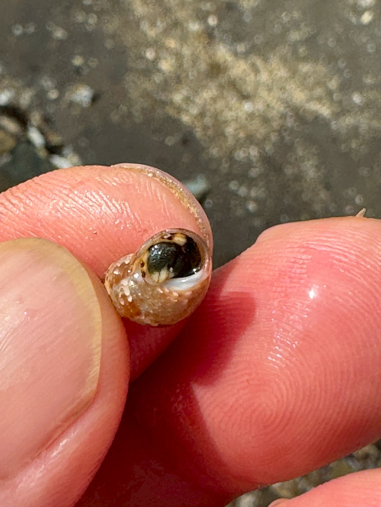 タイドプール(潮溜まり)に多い小さなヤドカリはホンヤドカリ。多数生息しています。捕まえて遊びませんか?釣太郎