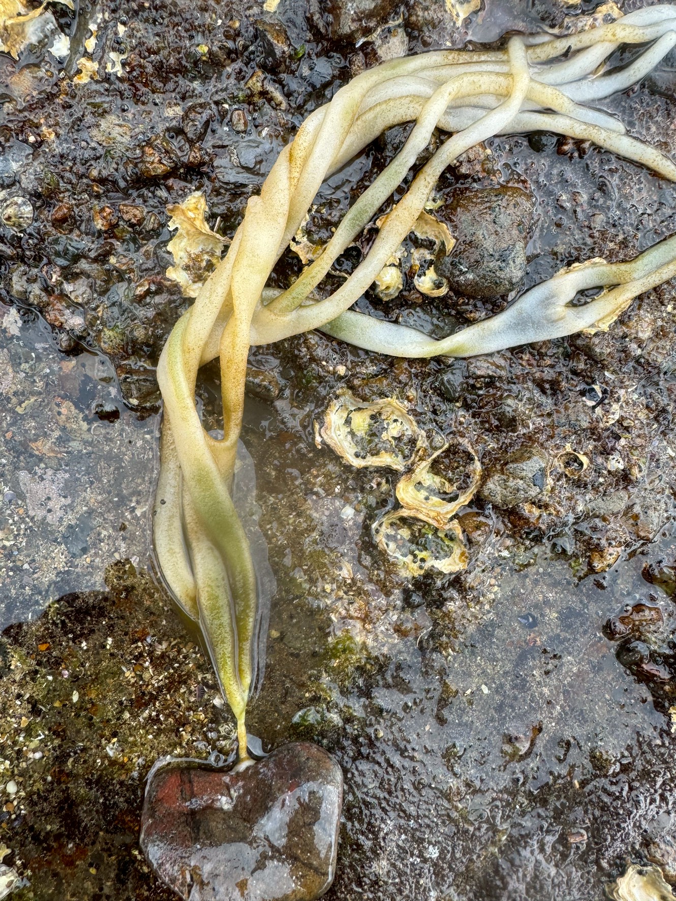 イカの卵ではなく、海藻(ホンダワラ類)の一部がちぎれて流されたものである可能性が非常に高いです。 特に、胞子葉(繁殖器官)を持つアカモクやホンダワラの根元付近と一致しています。釣太郎