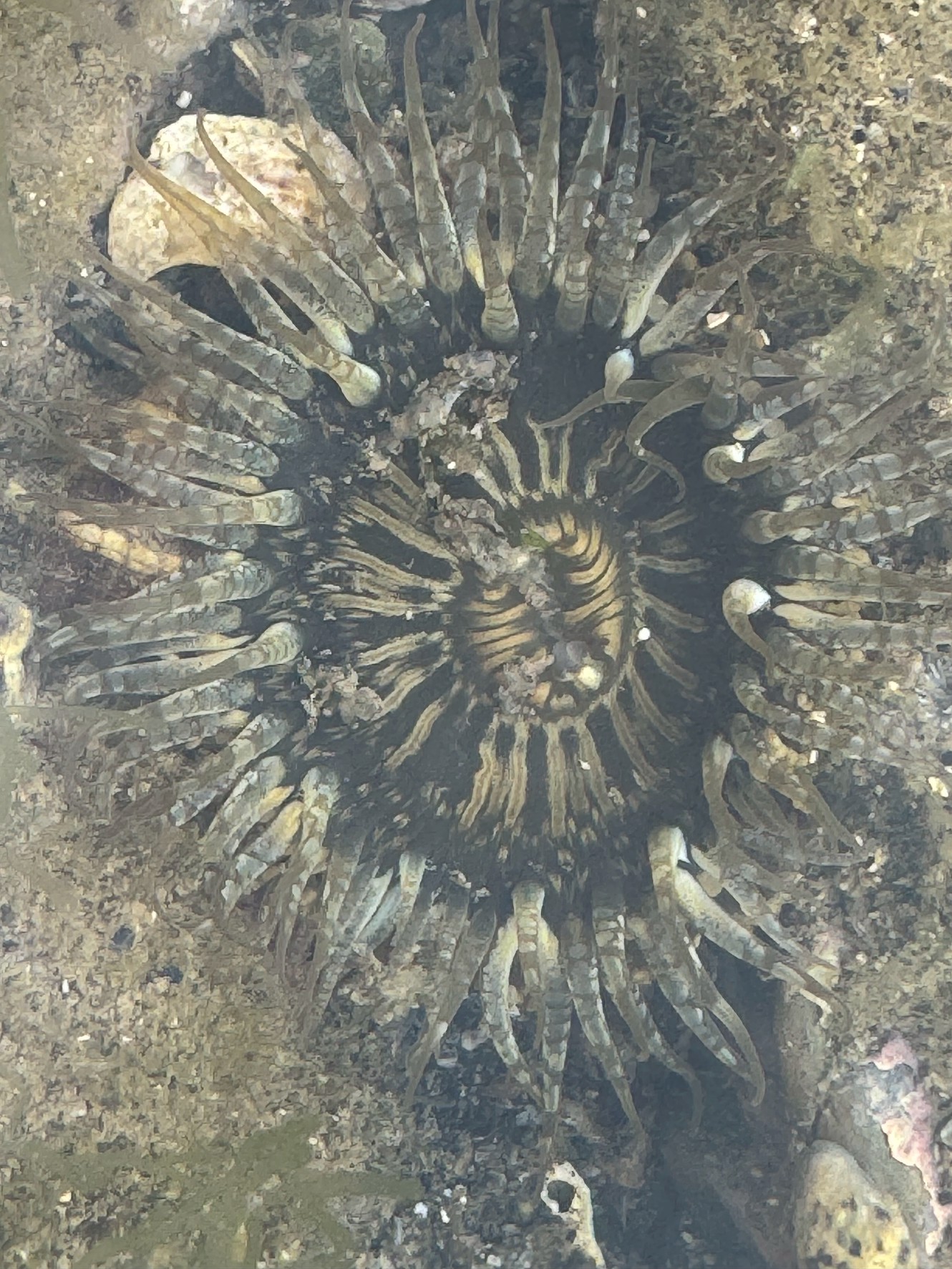 磯の宝石！岩礁に住むイソギンチャクの魅力と生態【潮だまり観察ガイド】釣太郎