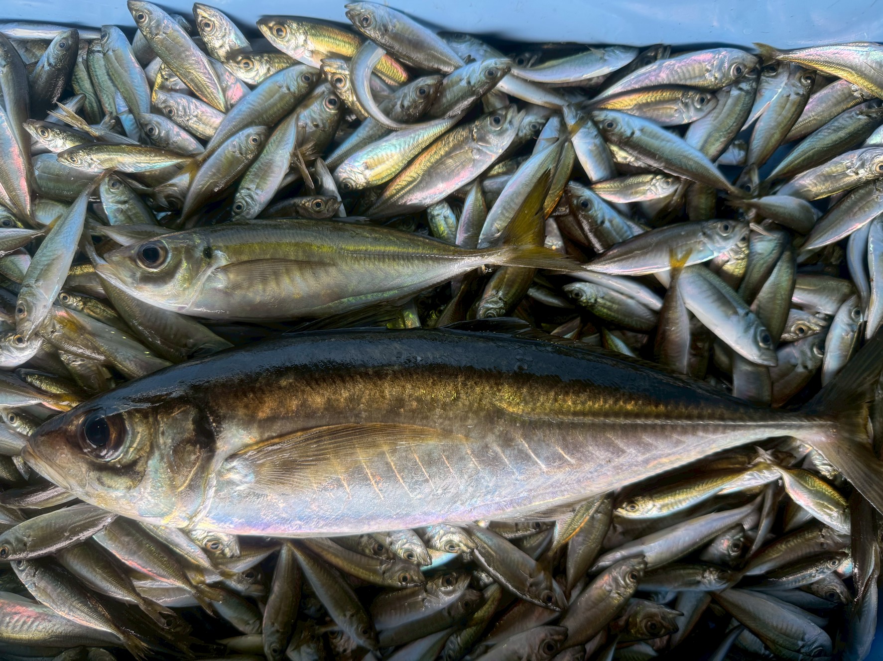 【徹底解説】真アジの成長期間と旬:豆アジから大アジまで、驚きの成長スピード!釣太郎