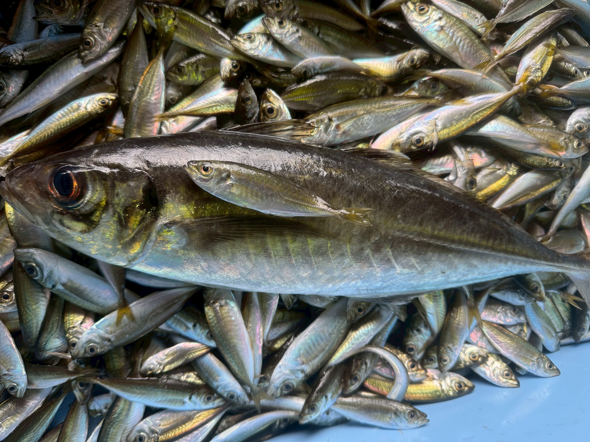 豆アジはどれくらいで大きくなる？成長スピードとサイズの目安を徹底解説！釣太郎