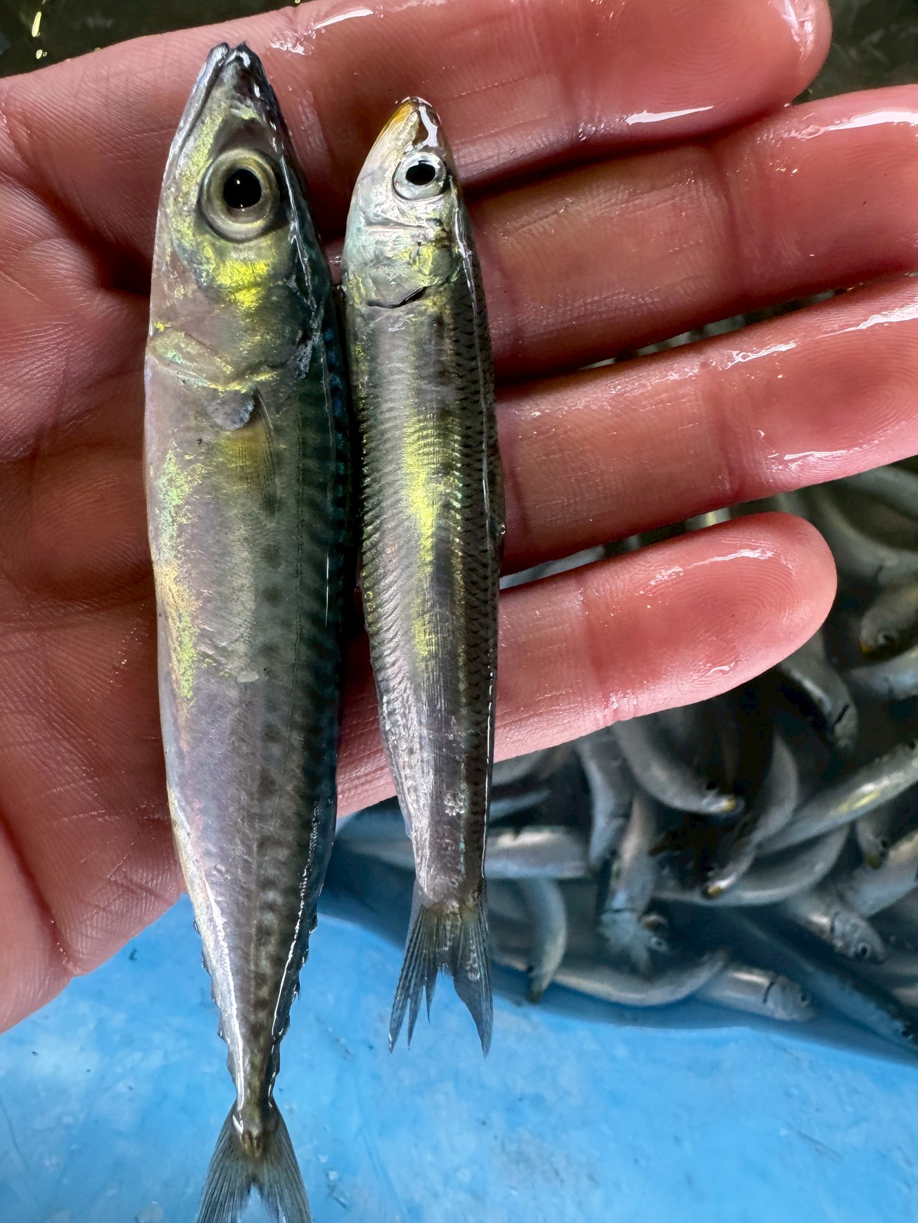 【釣って驚き！】初夏の南紀で釣れる「マイワシ」と「小サバ」──実は超美味な魚だった！釣太郎