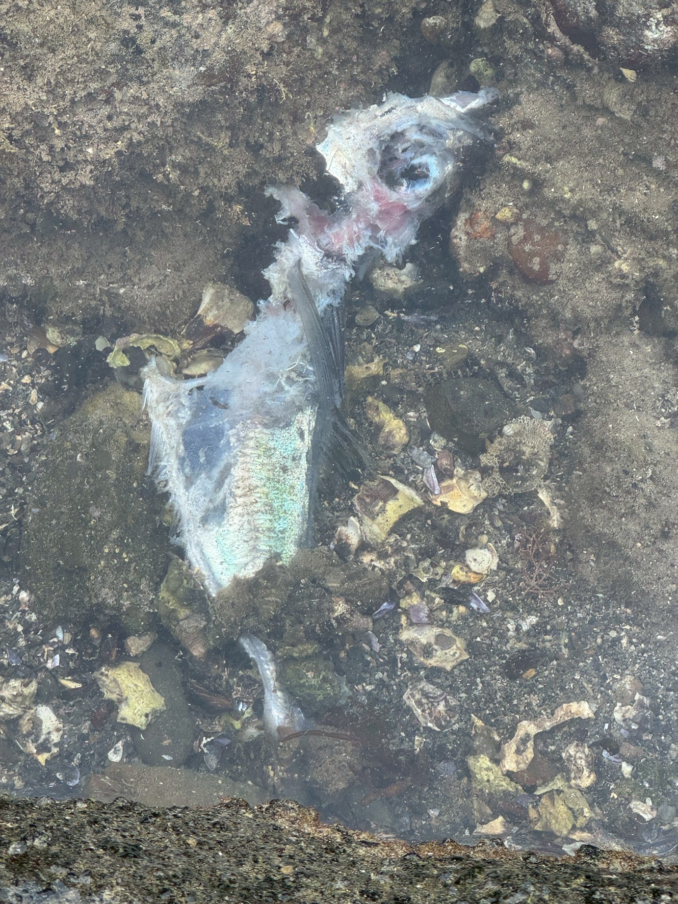 【命はつながる】タイドプールに残されたアジ──釣り餌が海の生態系に与える恩恵とは？釣太郎