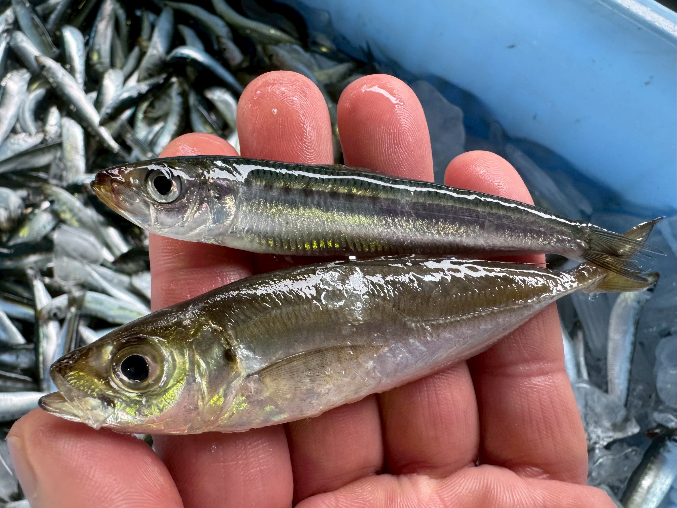 アジとイワシ、どう違う？国民的「大衆魚」の見分け方とそれぞれの魅力。釣太郎