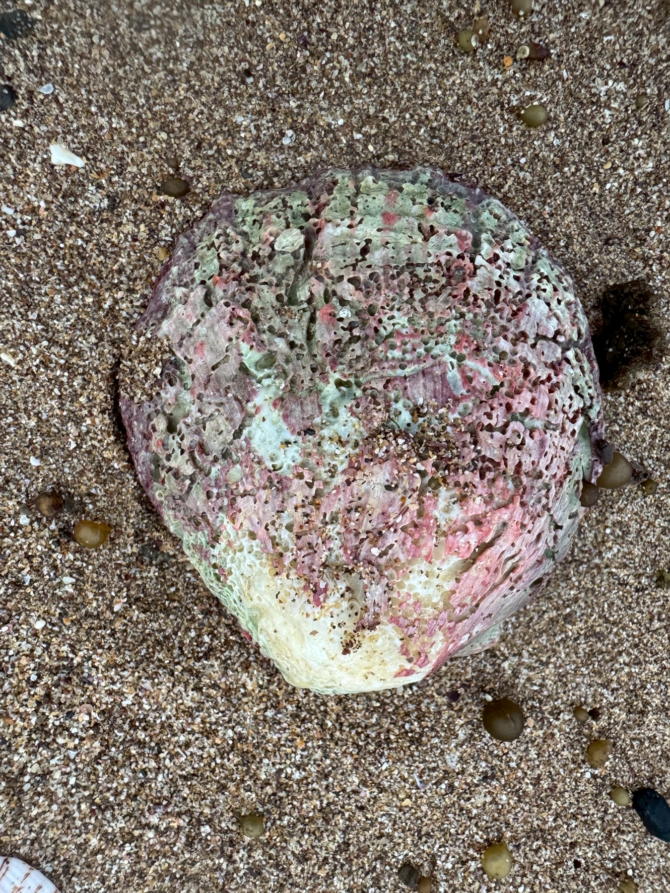 砂浜に打ち上げられているこの貝はナミマガシワ。釣太郎