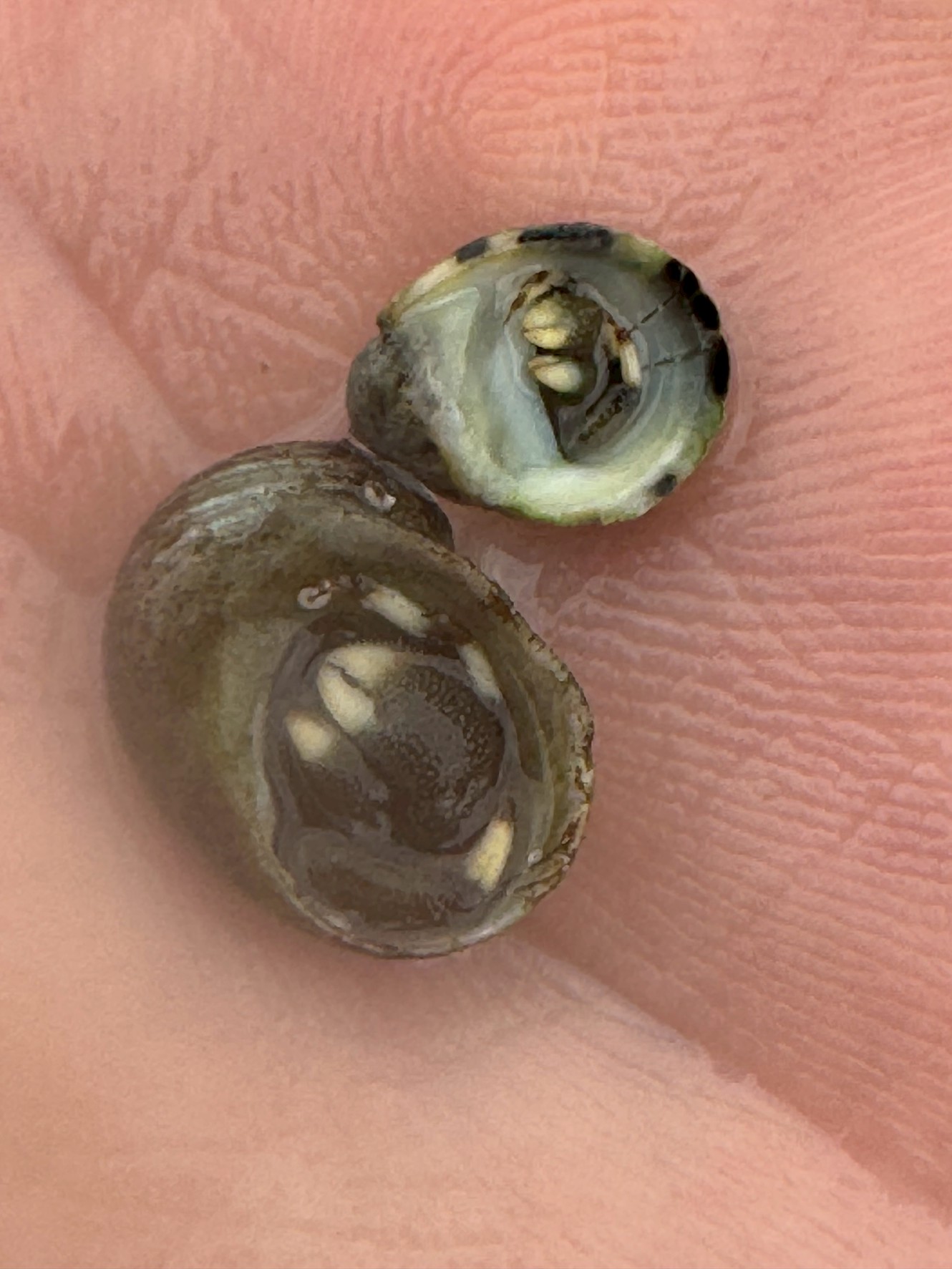 タイドプール(潮溜まり)の小さなヤドカリは、米粒より小さいものも多い。稚貝も同様。釣太郎