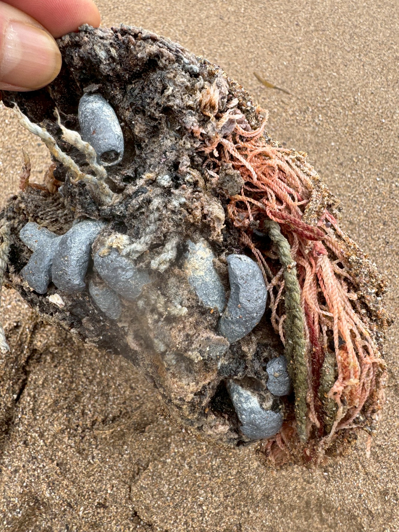 廃棄された定置網の一部や沈没した漁具の断片。釣太郎