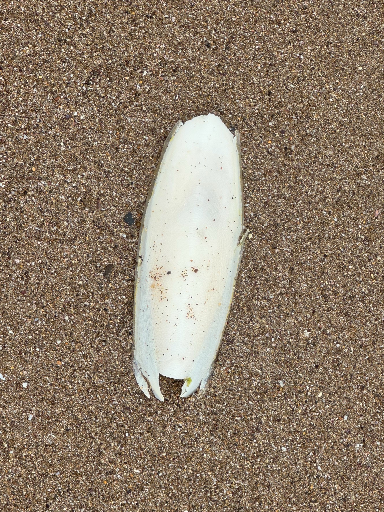 【海岸でよく見る白い物体の正体は？】 モンゴウイカの甲羅が打ち上げられる理由とその秘密。釣太郎