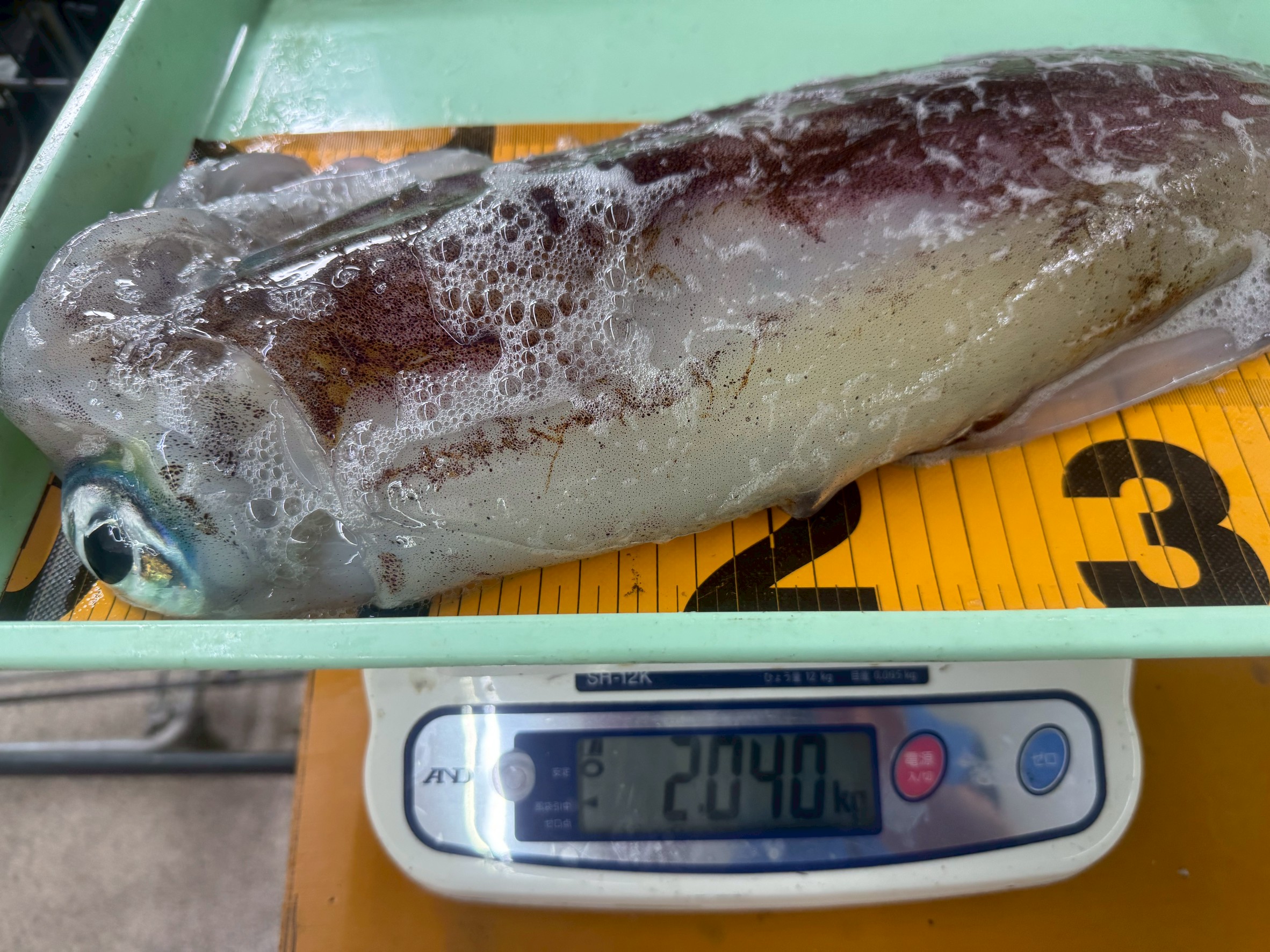 アオリイカ2040ｇエギング釣果。釣太郎
