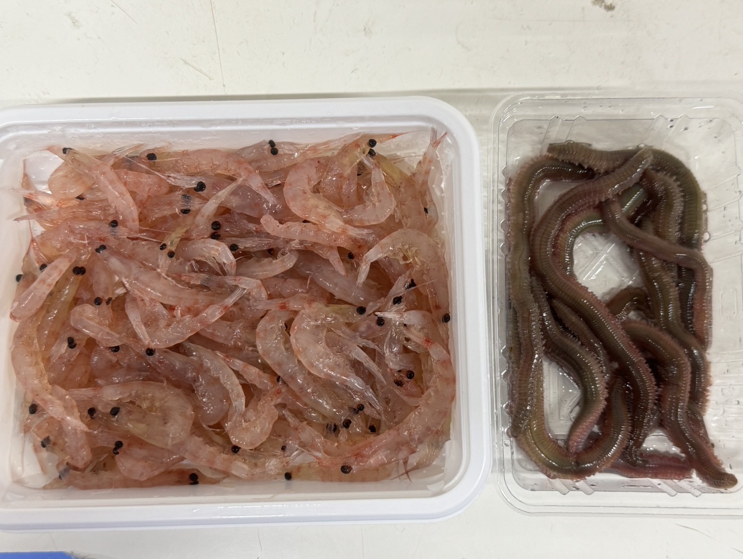 沖アミと虫餌の違いとは？初心者が迷わないエサ選びの基礎知識！釣太郎