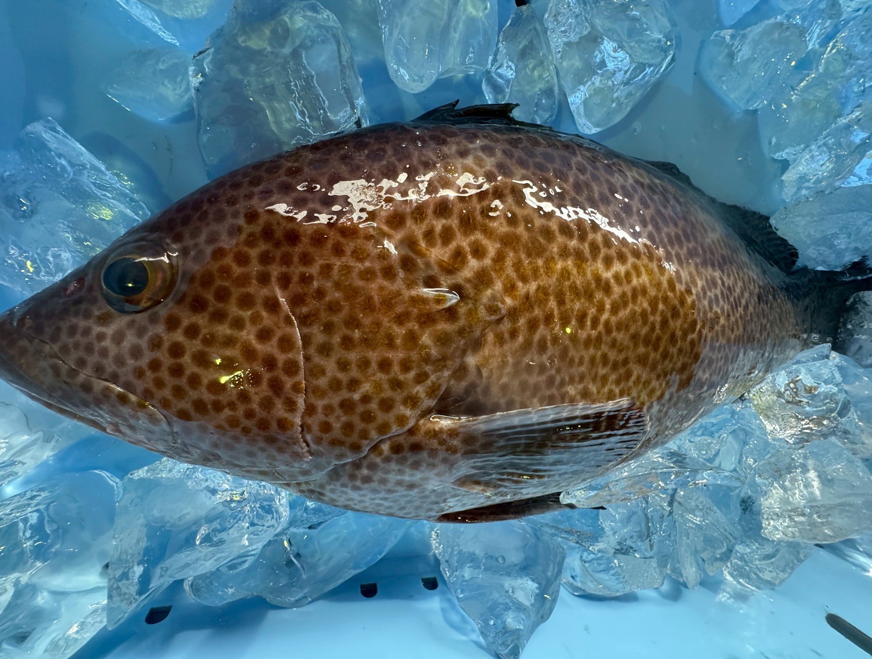 オオモンハタの特徴と生態とは?【釣って楽しい・食べて美味しい人気魚】釣太郎