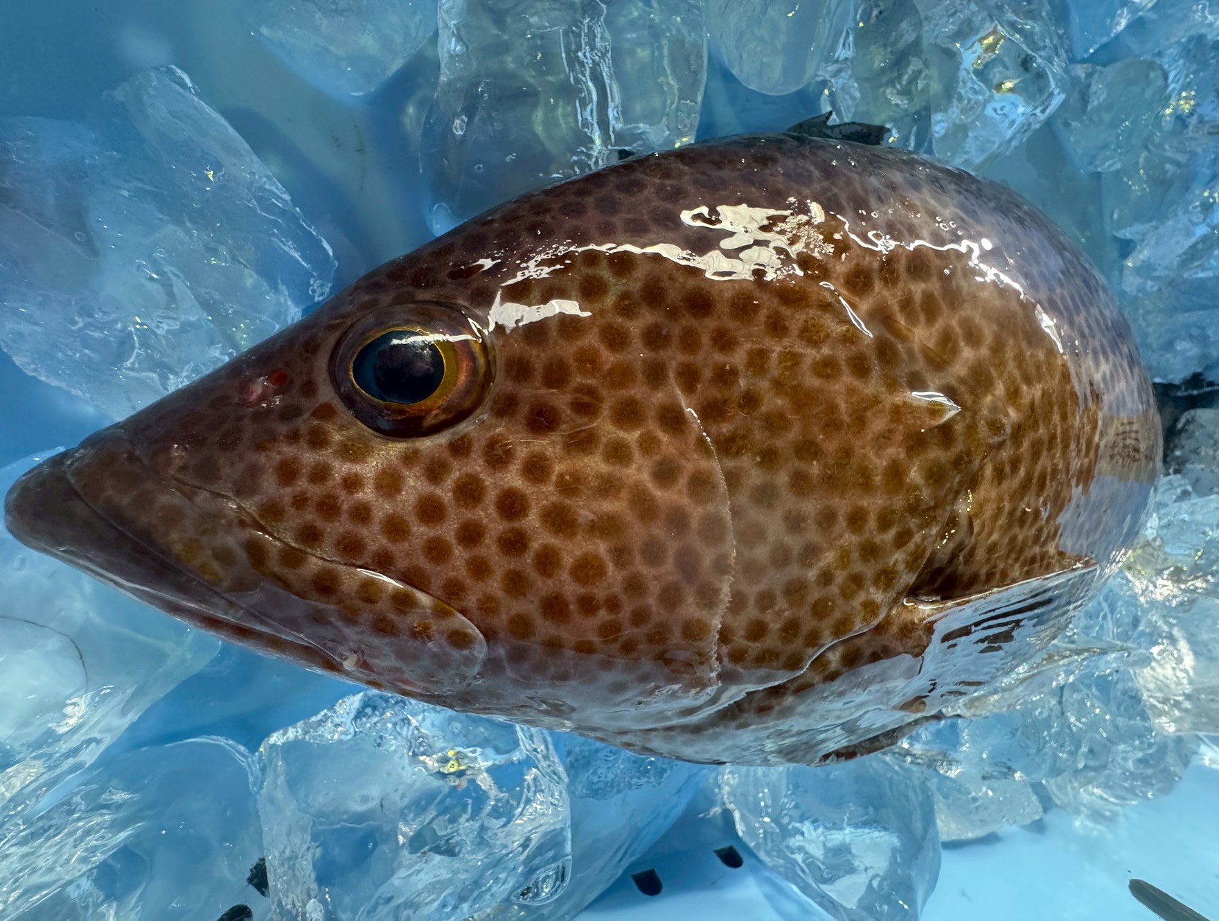 オオモンハタはなぜ南紀地方で最も多いハタ類なのか？【釣り人が知っておきたい分布と生態】釣太郎