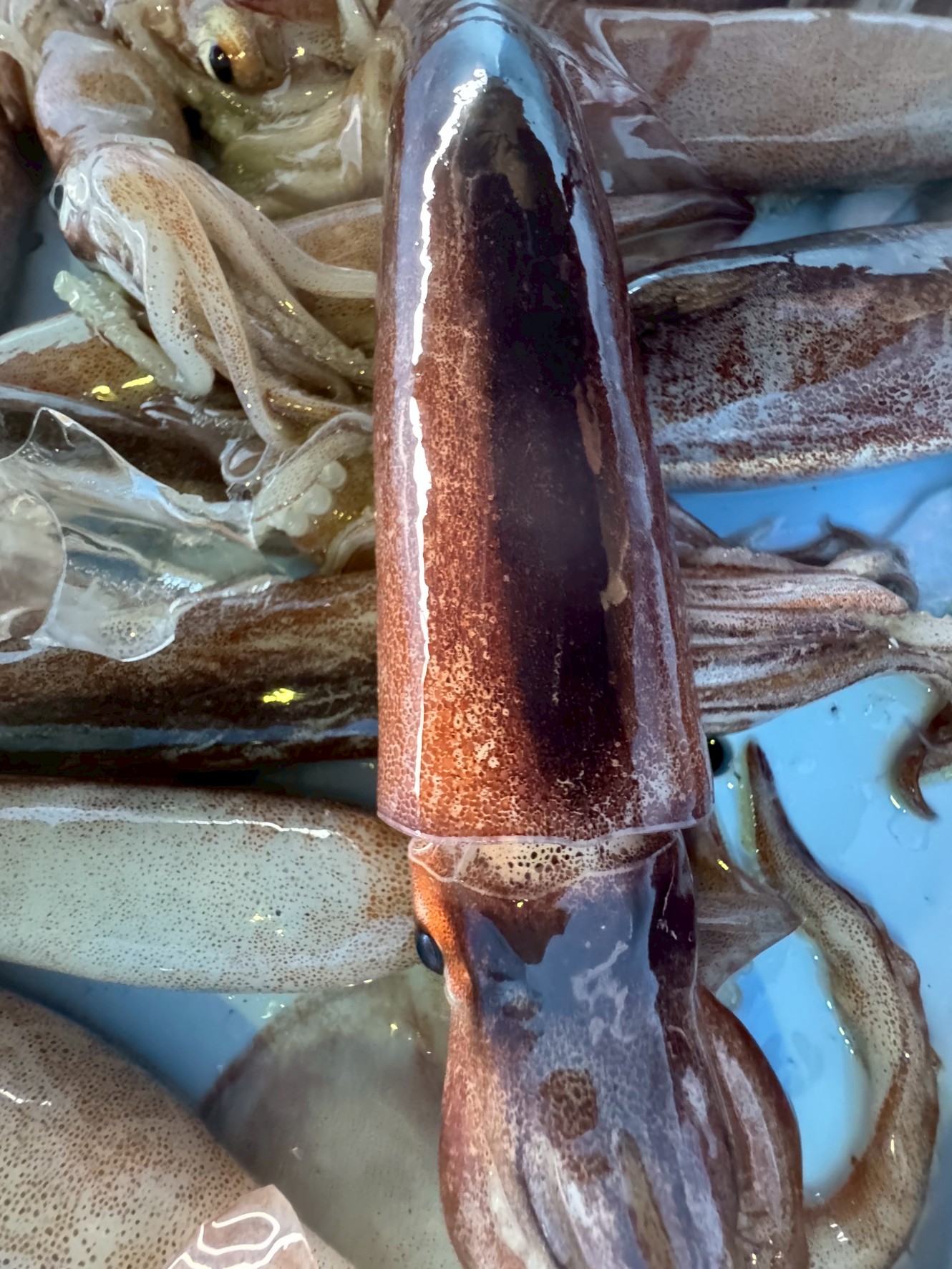 同じイカでもアオリイカとスルメイカは全く違う！【見た目・味・釣り方・生態を徹底比較】釣太郎