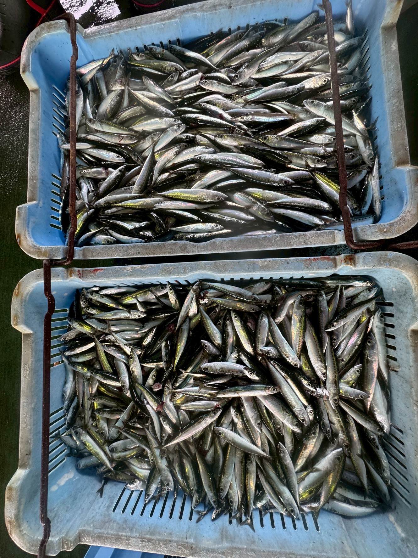 大量の小サバ。これはほとんど値が付かない。漁師泣かせ。釣太郎