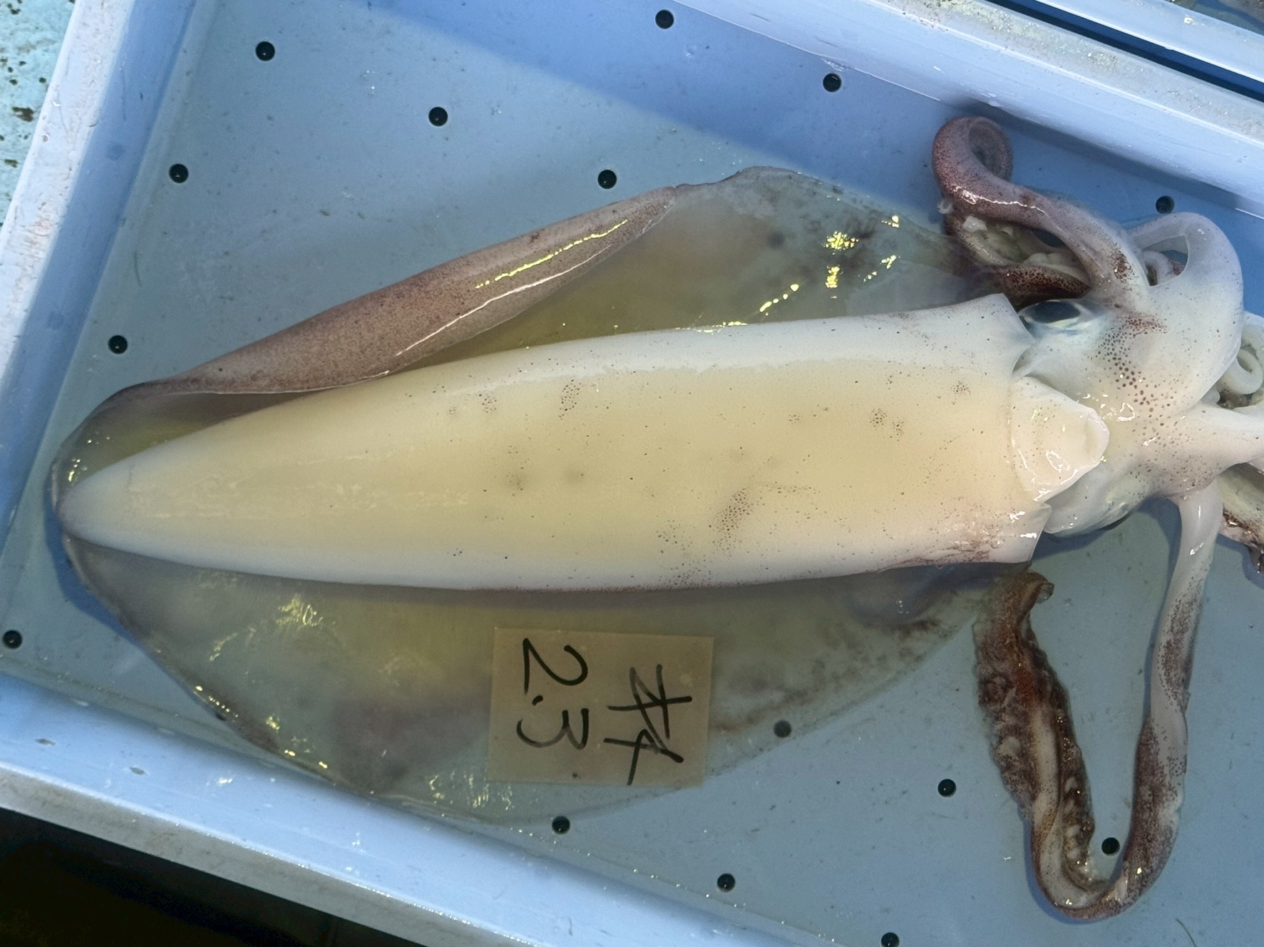 【驚きの変化】透明なアオリイカが時間が経つと白くなるのはなぜ？鮮度と旨味の秘密に迫る！釣太郎