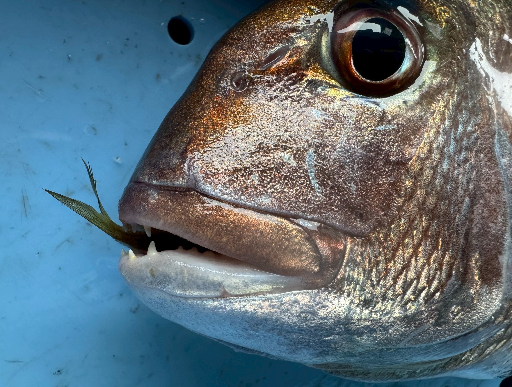 【激写】大物マダイの“最後の晩餐”？口から尻尾がこんにちは！釣太郎