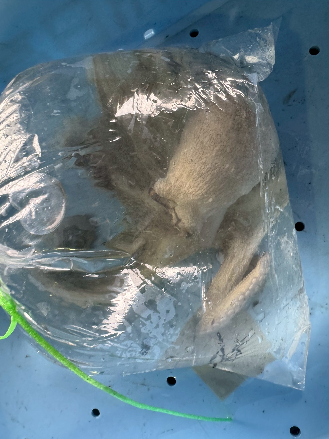 ビニール袋の中でクニャッと丸まったこの生き物。
実は「地ダコ」──つまり、地元の海で獲れた天然のマダコです。
見た目はちょっと地味でも、その味わいは超一級。
今回は、なぜ「地ダコ」はそんなに美味しいのか?
そしてスーパーの輸入冷凍ダコとは何が違うのか?
釣り人・料理人・地元民、誰もが太鼓判を押す“地ダコの魅力”をたっぷりご紹介します!
■地ダコとは?──地元で獲れた天然マダコ
「地ダコ」とは、輸入や養殖ではなく、その土地の近海で獲れた天然のマダコのこと。
とくに紀伊半島・瀬戸内・日本海などは、タコの名産地として知られています。
▼特徴は?
地元の磯や砂地で育つため、身が締まっている
潮流のある海で育ち、筋肉質で歯ごたえ抜群
エサが豊富で、旨味が強くなる
だから「地ダコは煮ても焼いても味が違う」と言われるのです。
■スーパーの冷凍タコとどう違う?
スーパーでよく見かけるのはモーリタニアなどのアフリカ産冷凍タコ。
もちろん安価で便利ですが、実際に比較すると…
比較項目 地ダコ 冷凍輸入タコ
歯ごたえ 弾力あり、プリプリ 柔らかすぎ、やや水っぽい
味 濃厚な旨味、甘みあり さっぱり系で淡白
香り 焼いたときの香ばしさが強い 香りは控えめ
値段 やや高めだが納得の味 安価で手に入りやすい
■地ダコはこう食べろ!おすすめの食べ方3選
新鮮な地ダコだからこそできる贅沢な食べ方をご紹介!
●1. 「ぶつ切り刺身」
活〆直後のタコを、太めにぶつ切り。
塩とすだち、または酢味噌で食べると、歯ごたえと旨味がダイレクトに伝わります。
●2. 「タコの炊き込みご飯」
地ダコを柔らかく煮てからご飯に混ぜると、風味が全体にしみ渡る!
シンプルな塩味でタコの旨味が主役に。
●3. 「タコ焼き」
中に入れるタコを地ダコに変えるだけで、味がグンとランクアップ。
外はカリッと、中はモチモチの理想的な仕上がりに。
■地ダコは“旬”を狙え!
タコの旬は地域にもよりますが、多くは「夏前〜初夏(6月〜7月)」がベストシーズン。
産卵前で身に旨味が蓄えられ、太っていて美味しい個体が多くなります。
旬を逃さず、「地ダコ」を味わうのが地元民の知恵です。■まとめ:地ダコは“海の肉”──味も歯ごたえも別格!
輸入タコや冷凍タコも便利ですが、「本物のタコの味を知りたいなら地ダコ」。そう断言できるほど、味の差は歴然です。・潮流で鍛えられた歯ごたえ・自然な甘みと濃厚な旨味・焼いてよし、茹でてよし、生でよし!ぜひ一度、地ダコの本気を味わってみてください。その違いに、きっと驚くはずです。釣太郎