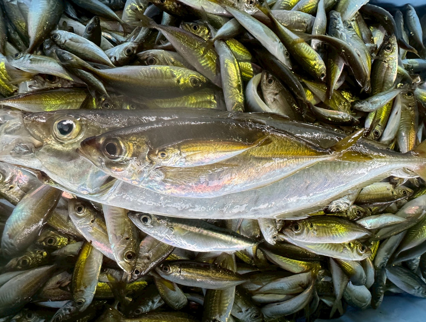 【アジのサイズ別徹底解説】豆アジ・小アジ・中アジ・大アジ、どう違う？どれが美味しい？釣太郎