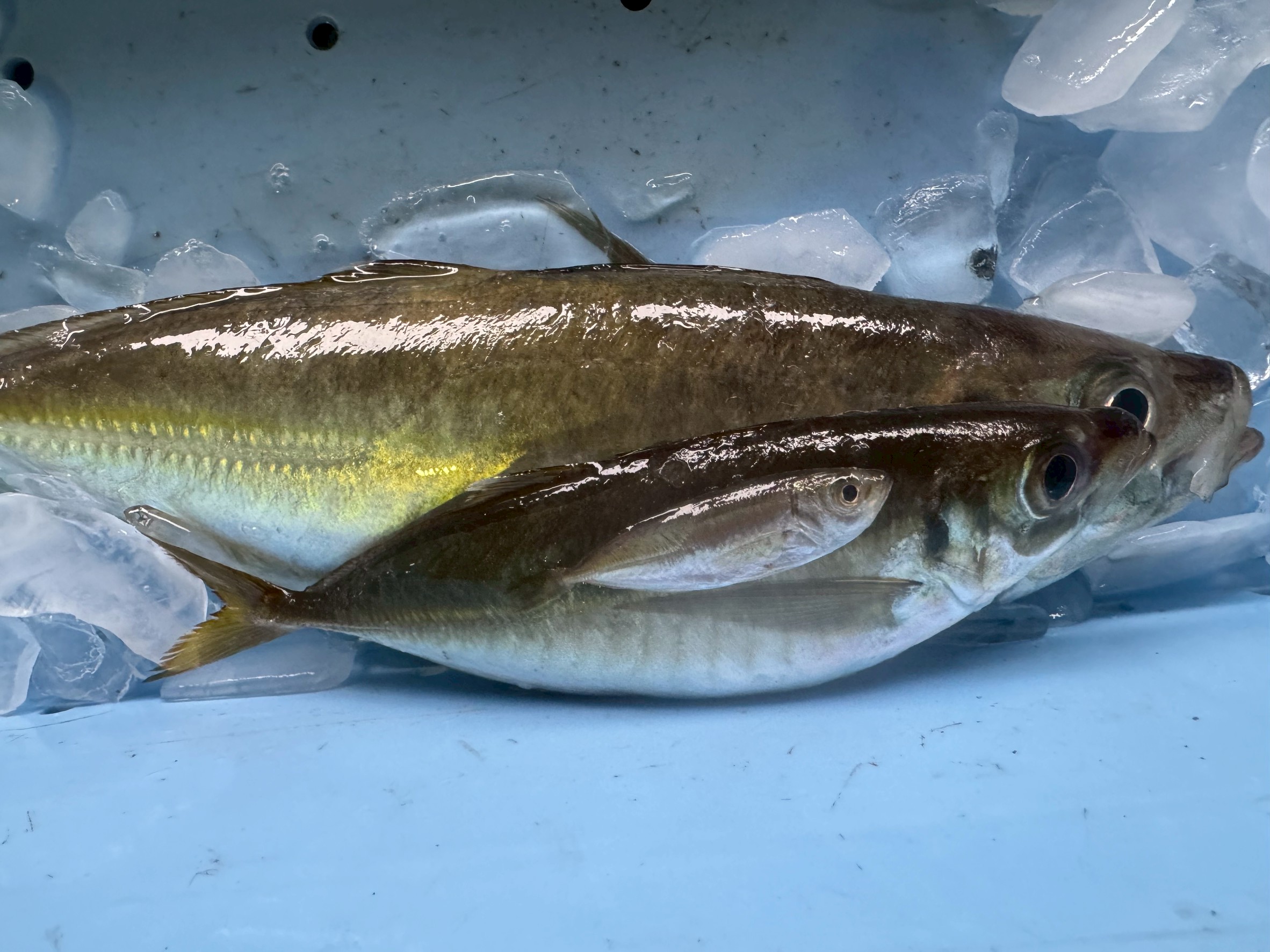 アジは大きいほどおいしい？豆アジ・中アジ・大アジの違いと特徴を徹底解説！釣太郎