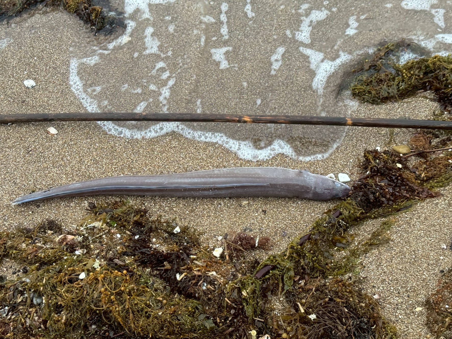 クロアナゴ、打ち上げられている理由は「外道扱い」と「自然死」が主因。釣太郎