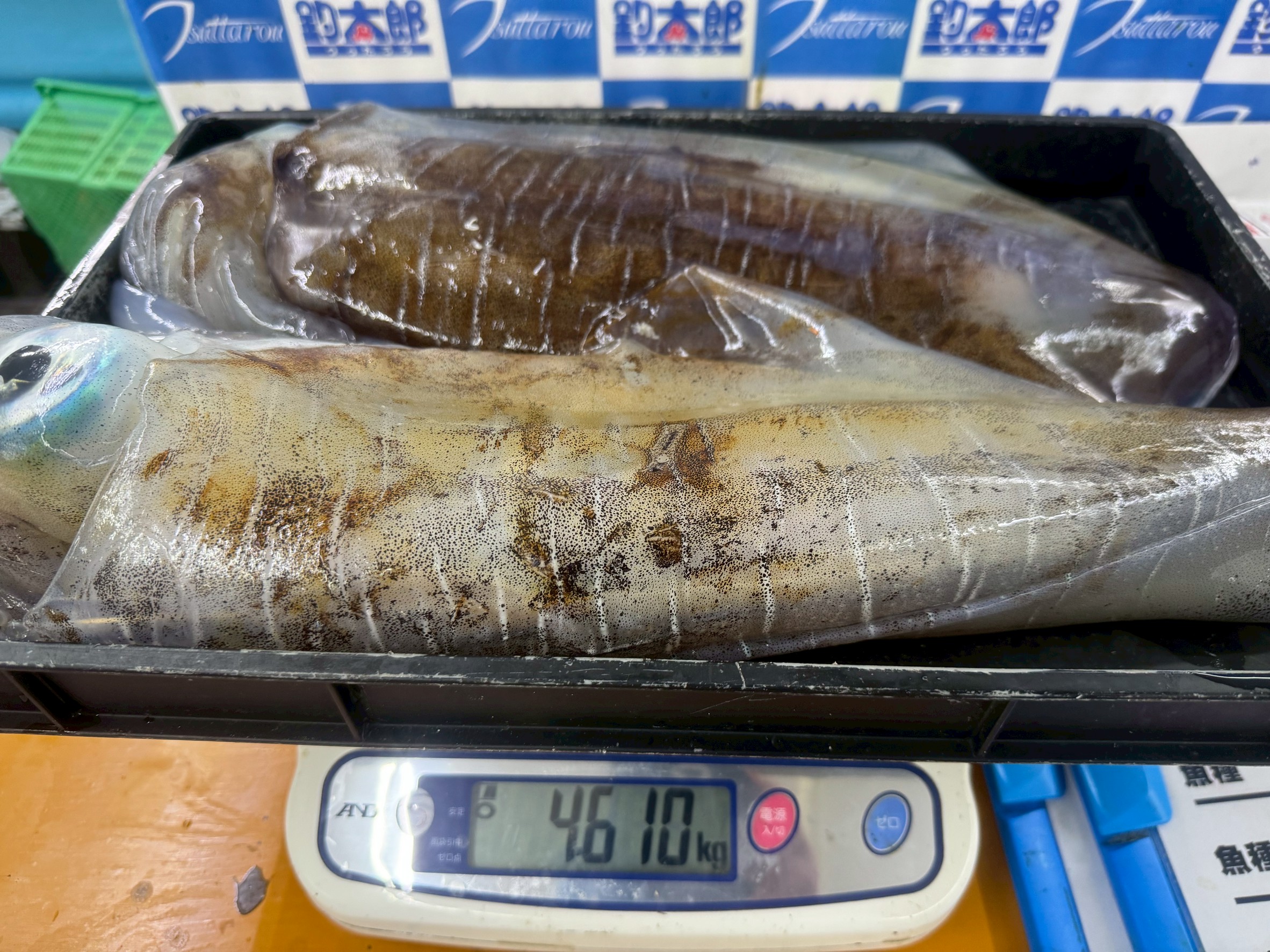 アオリイカ4610ｇヤエン釣果。日置にて。釣太郎