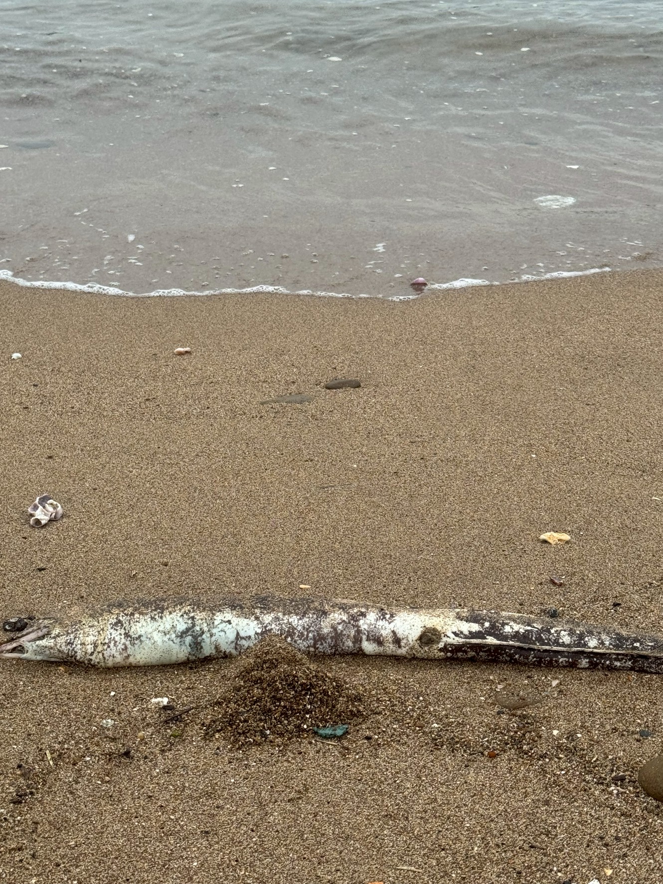 砂浜に打ち上げられたウツボの死骸。釣太郎