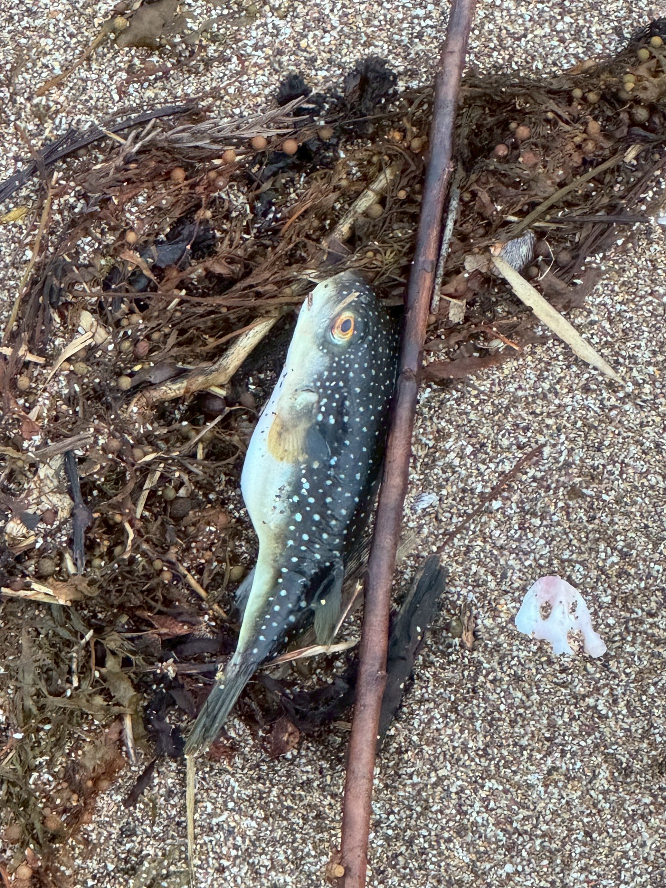 砂浜に打ち上げられたフグの謎：釣られた？自然死？その背景を徹底解説。釣太郎