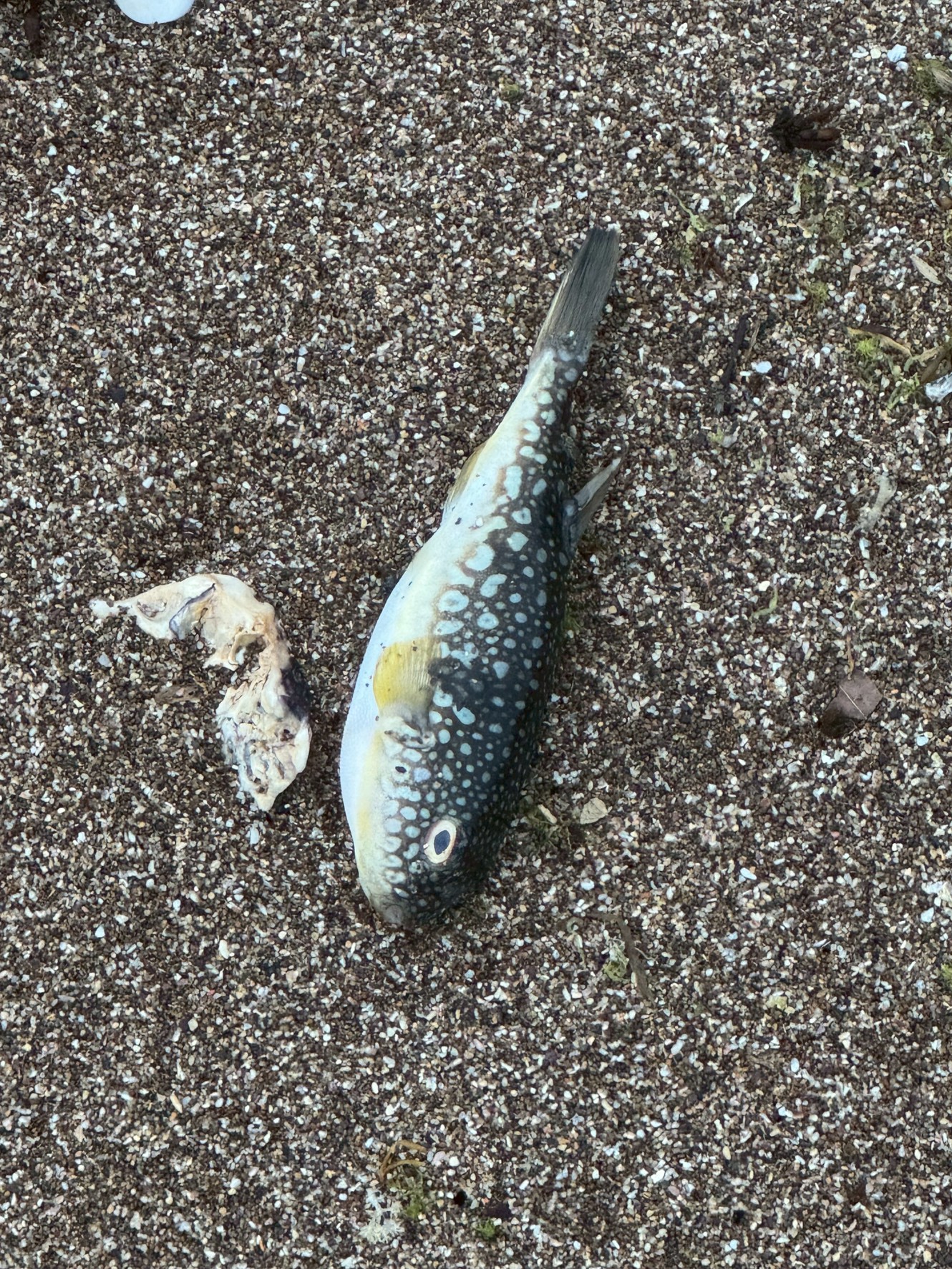 ビーチのフグ漂着は釣りの影響＋自然現象が複合する。釣太郎