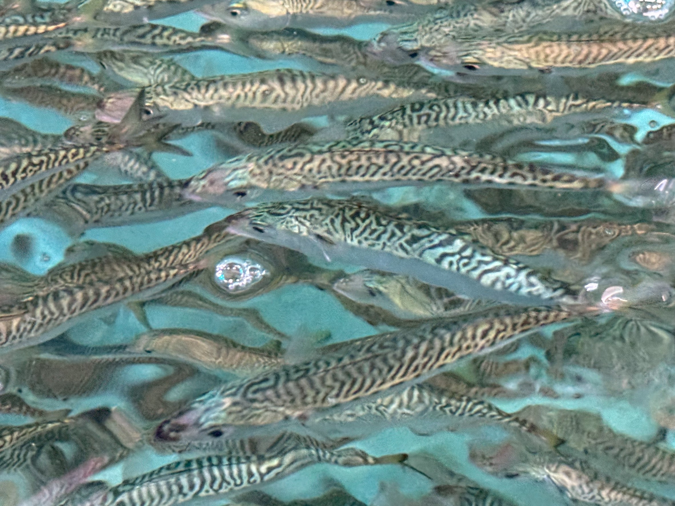 アオリイカ釣り用小サバ入荷しました。1匹150円(税込)。活アジの代用に。ウキ釣りがベスト。釣太郎