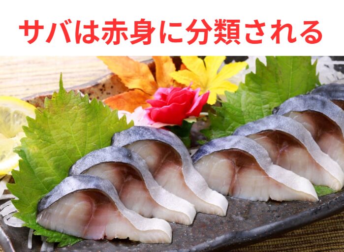 え、実は赤身魚なの？！「サバ」の意外な正体と驚きの健康パワーを徹底解説！【管理栄養士監修】釣太郎