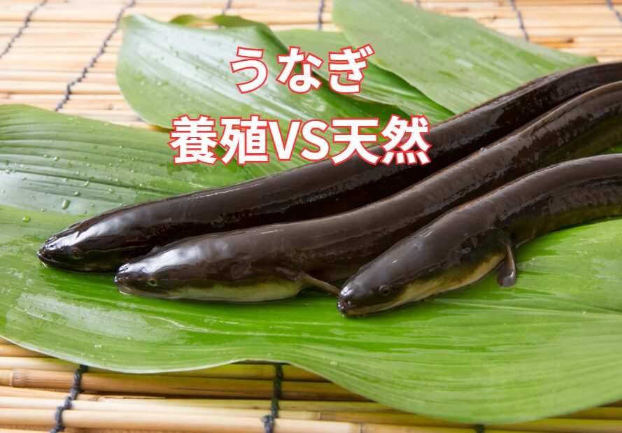 うなぎ養殖は食べる機会があるけど天然は無い？どこで食べれる？養殖とどう違うの？釣太郎