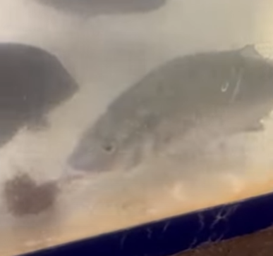 ウニを食べる黒鯛（チヌ）。釣太郎