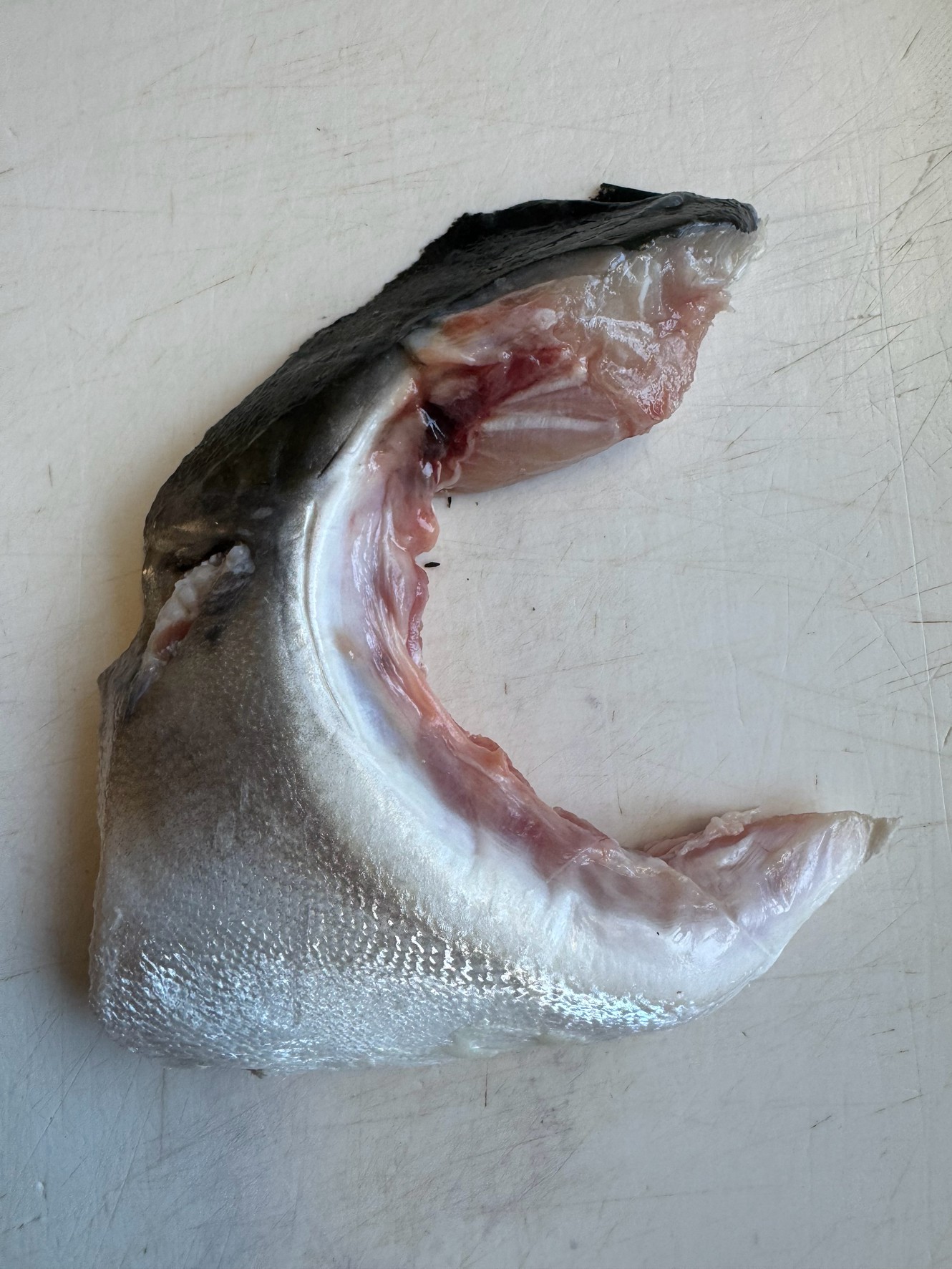 【魚通が唸る】魚の「カマ」はなぜこんなに美味い？身より旨いと言われる理由を徹底解説！釣太郎