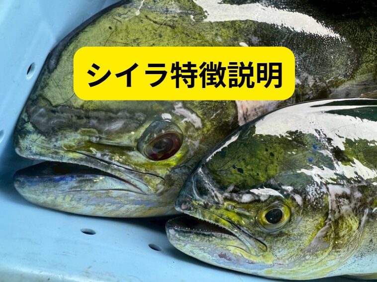 シイラとは？特徴・釣れる時期・食べ方まで完全ガイド【画像付きで徹底解説】釣太郎