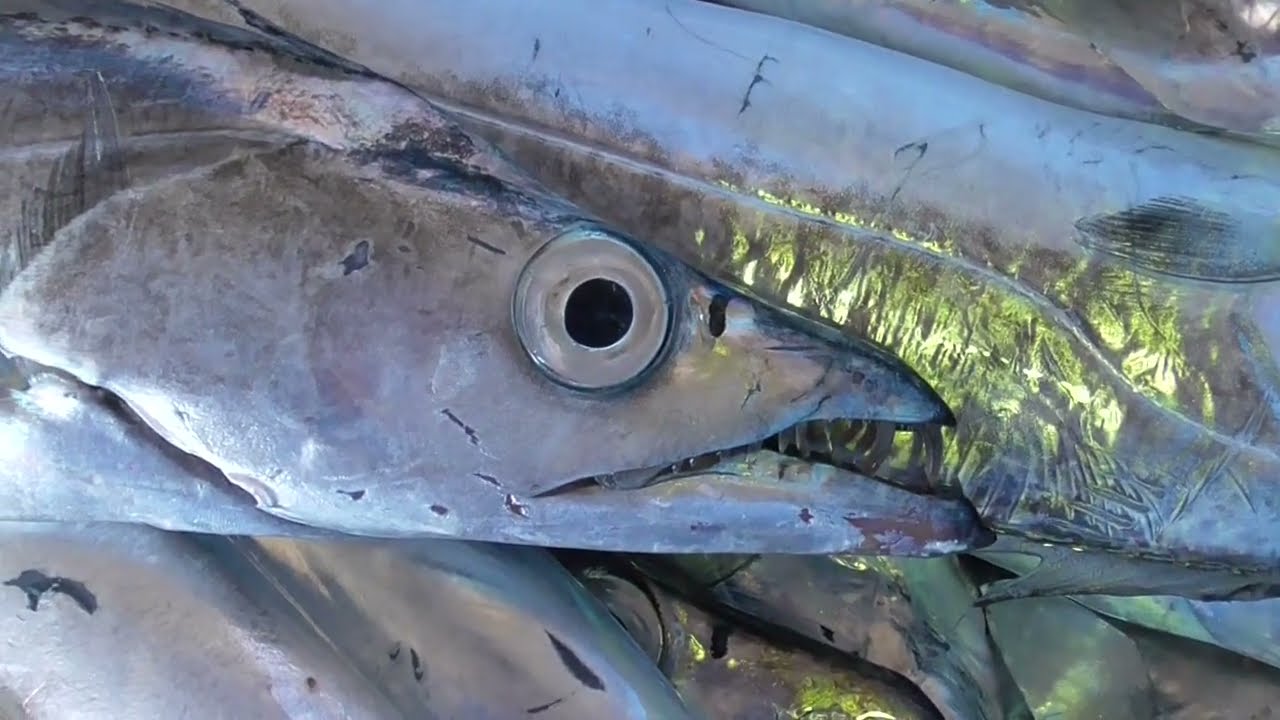 銀色の刀！タチウオの全て：特徴から生態、美味しい食べ方まで。釣太郎