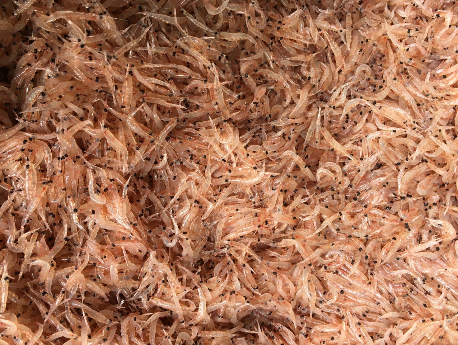 アミエビの選択がイサキ夜釣りの「明暗」を分ける!釣太郎