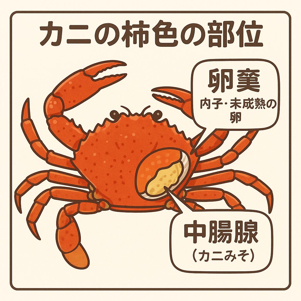 ニを湯がいたとき、身の部分に柿色の部位は卵巣（メスの場合）、もしくは肝膵臓（中腸腺＝カニ味噌の一部）。釣太郎