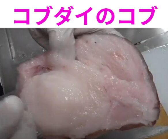 【驚きの機能美】コブダイの“こぶ”は何のため?成分や役割を徹底解説!釣太郎
