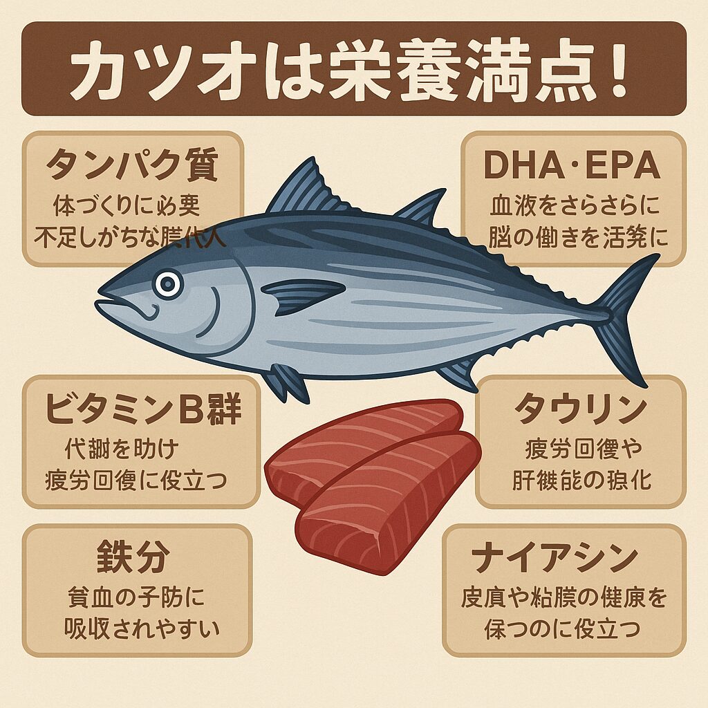 カツオは“健康を支える最強の魚”。 カツオは高タンパク・低脂質で栄養バランスが抜群。 疲労回復・貧血予防・脳の活性化など、現代人に嬉しい効果が満載。釣太郎