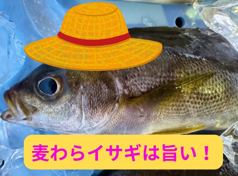 麦わらイサギが釣れる時期は、主に5月〜7月。脂がのって美味なイサキを刺す。釣太郎