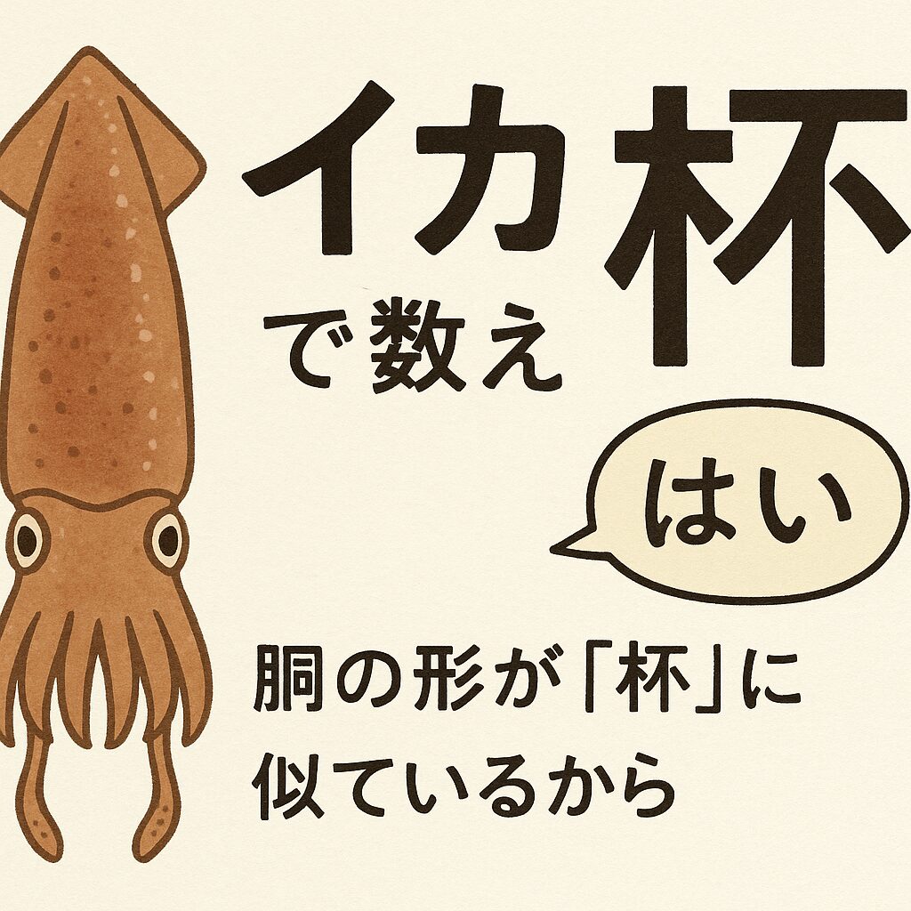 イカはなぜ「杯（はい）」で数える理由。釣太郎
