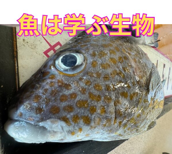 【釣り×科学】魚は“学ぶ”生き物？Beukemaの学習説が示す「スレ」の正体。釣太郎