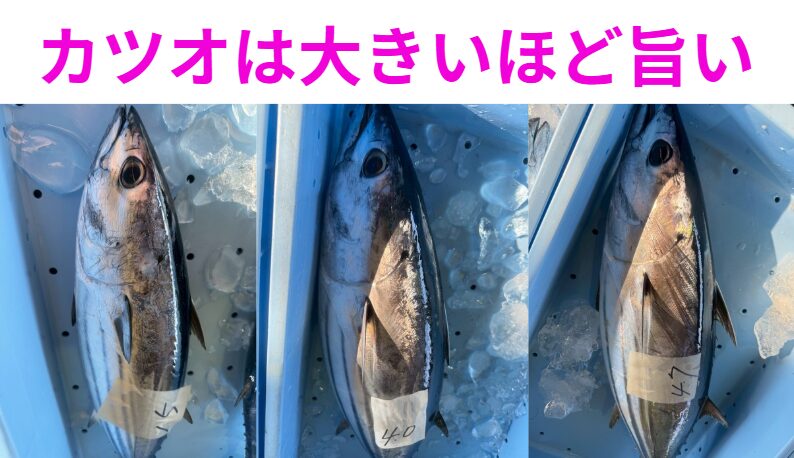 【カツオの真実】2キロと4キロで味はどう違う？大きいほど旨い理由をAIが数値で解説！釣太郎