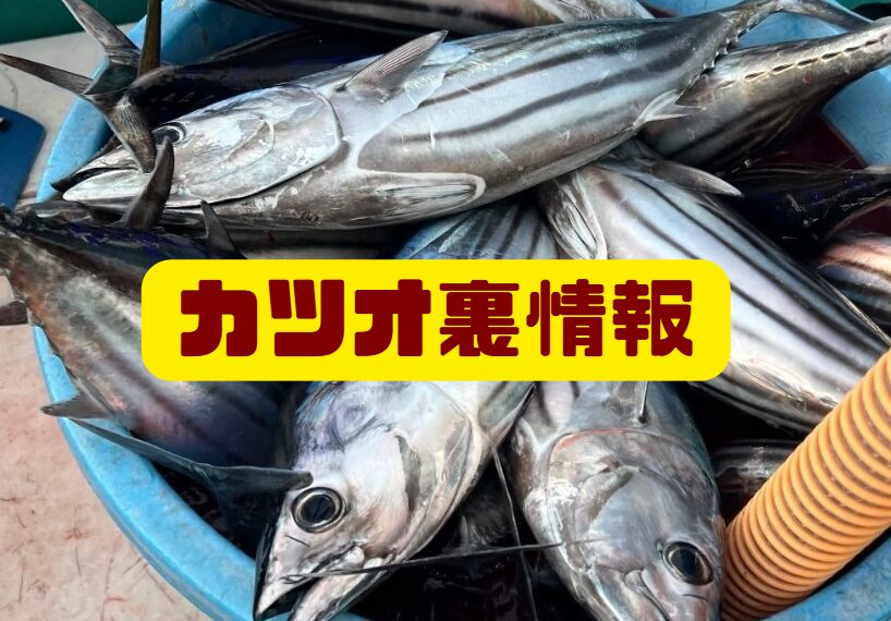 知る人ぞ知るカツオの裏情報。釣太郎